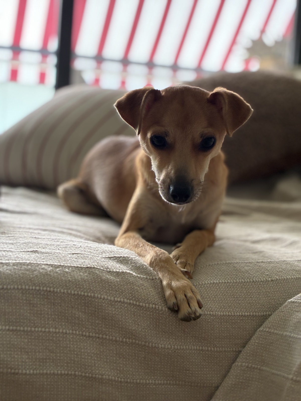Felipe descansando en el sofá con las patas cruzadas